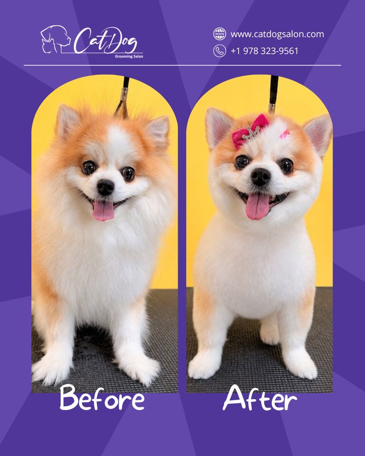 Post criado pela Agency Zero para Cat Dog Grooming Salon
